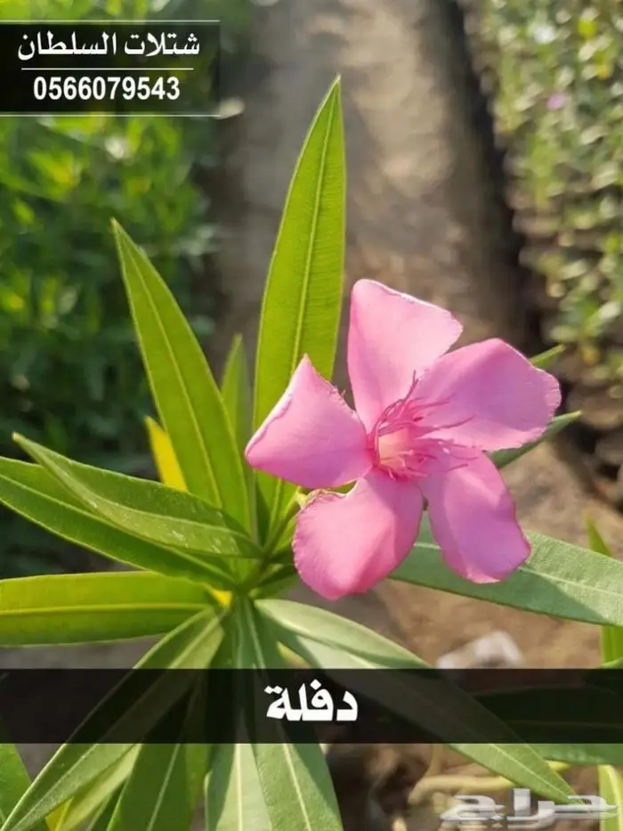 شتلات السلطان .. 0566079543 64