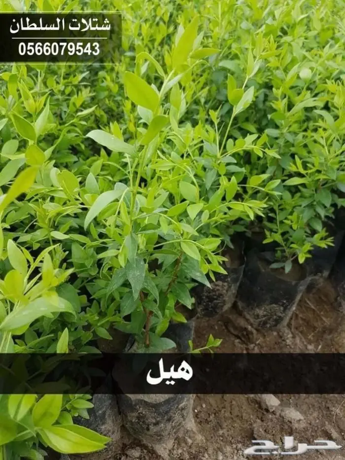 شتلات السلطان .. 0566079543 69