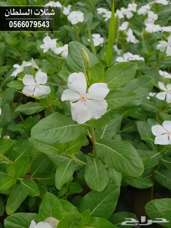 شتلات السلطان .. 0566079543 97