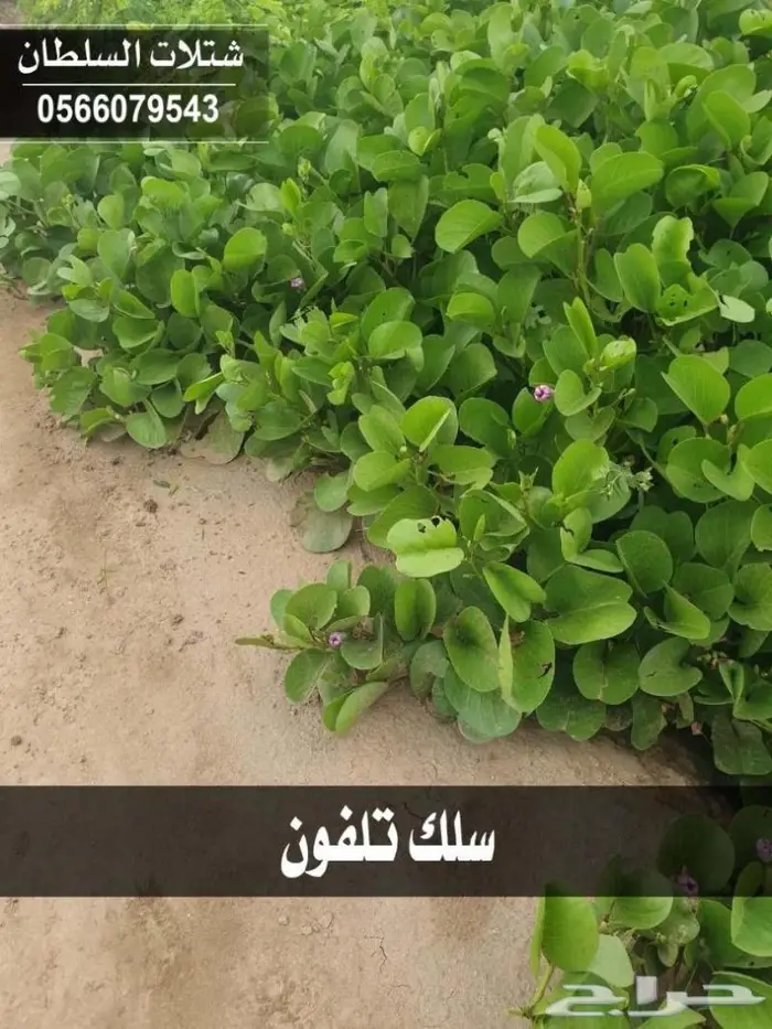 شتلات السلطان .. 0566079543 89