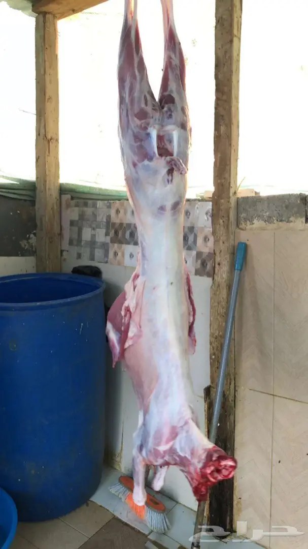 نص تيس ( لحم ني) 69