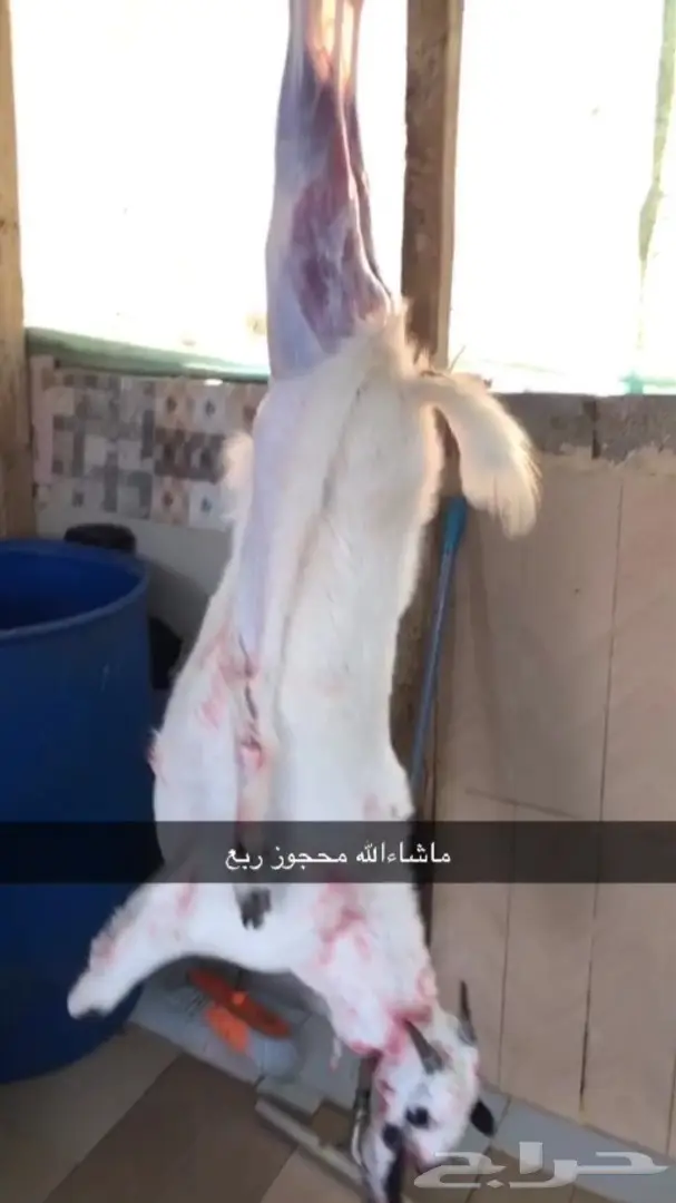 نص تيس ( لحم ني) 70