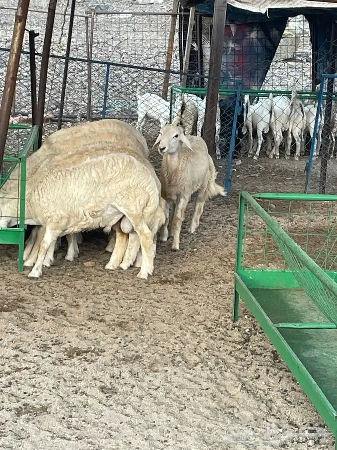 ذبايح تيوس وطليان حريه بلدي درجه اولى يتوفرطبخ حنيذ 0