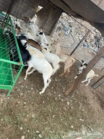ذبايح تيوس وطليان حريه بلدي درجه اولى يتوفرطبخ حنيذ 4