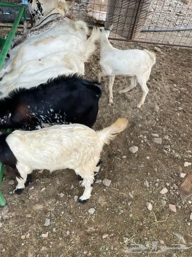 ذبايح تيوس وطليان حريه بلدي درجه اولى يتوفرطبخ حنيذ 2