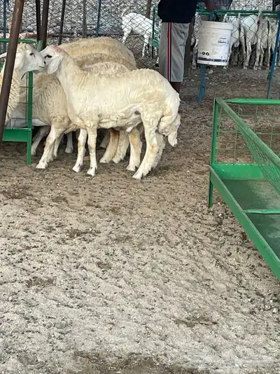 ذبايح تيوس وطليان حريه بلدي درجه اولى يتوفرطبخ حنيذ 1