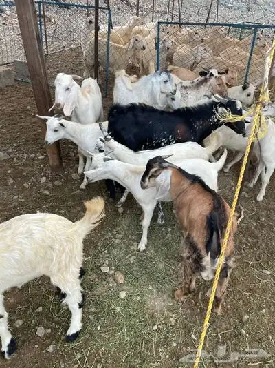 ذبايح تيوس وطليان حريه بلدي درجه اولى يتوفرطبخ حنيذ 3