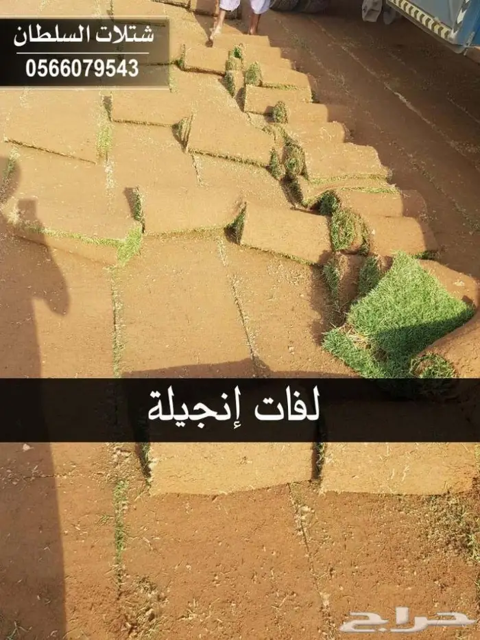العرض الاقوى للشتلات من ريال ونصف فأقل 21