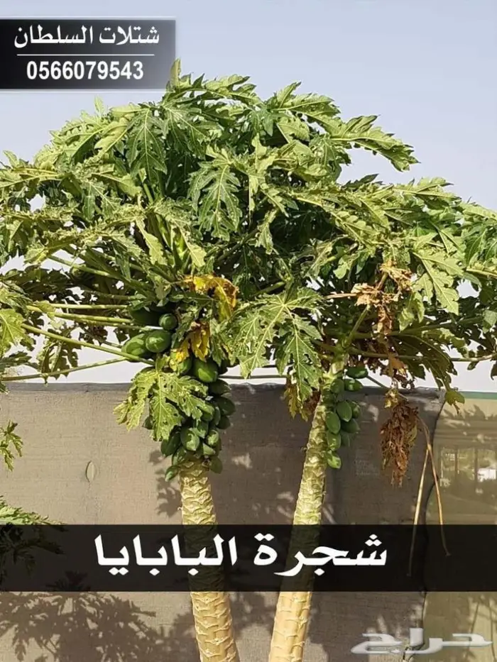 العرض الاقوى للشتلات من ريال ونصف فأقل 23