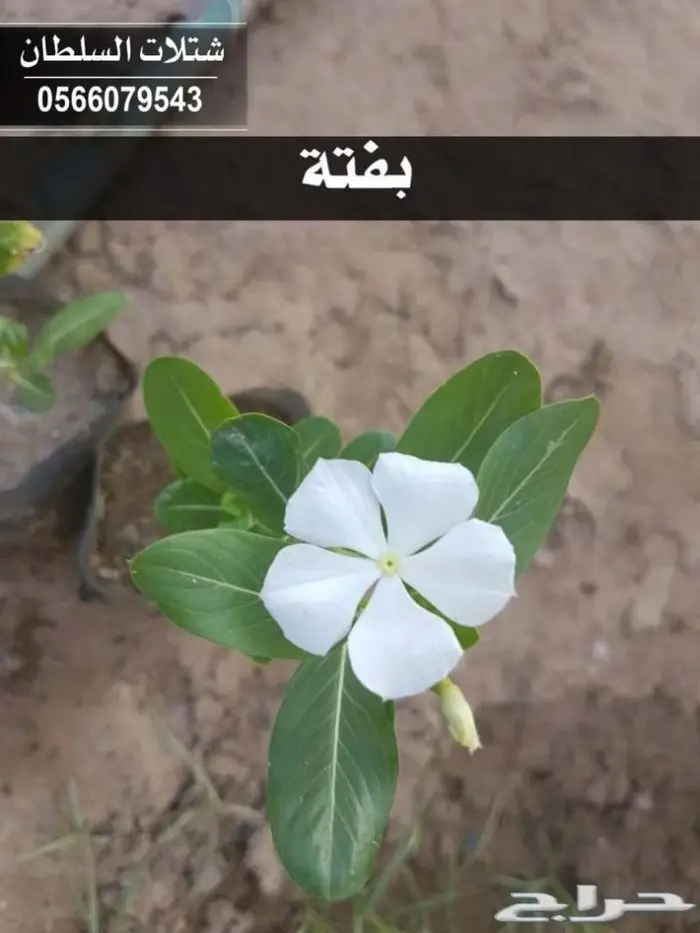 العرض الاقوى للشتلات من ريال ونصف فأقل 27
