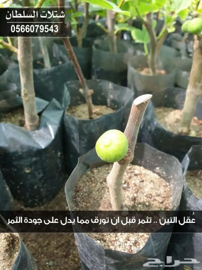 العرض الاقوى للشتلات من ريال ونصف فأقل 57