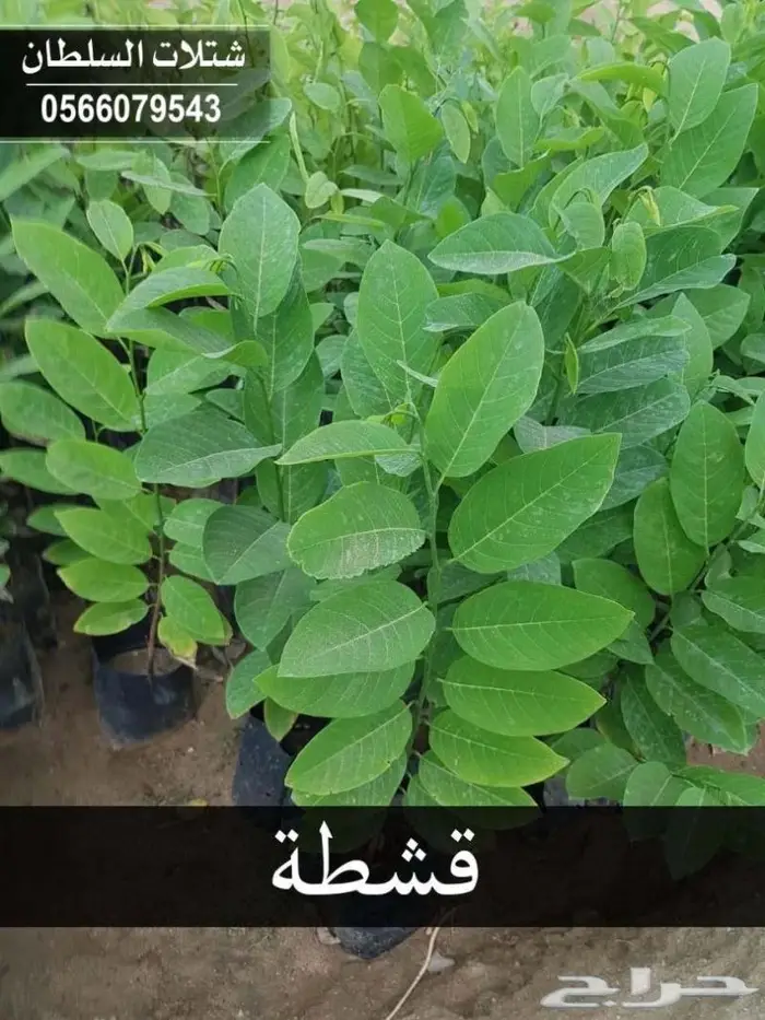 العرض الاقوى للشتلات من ريال ونصف فأقل 62