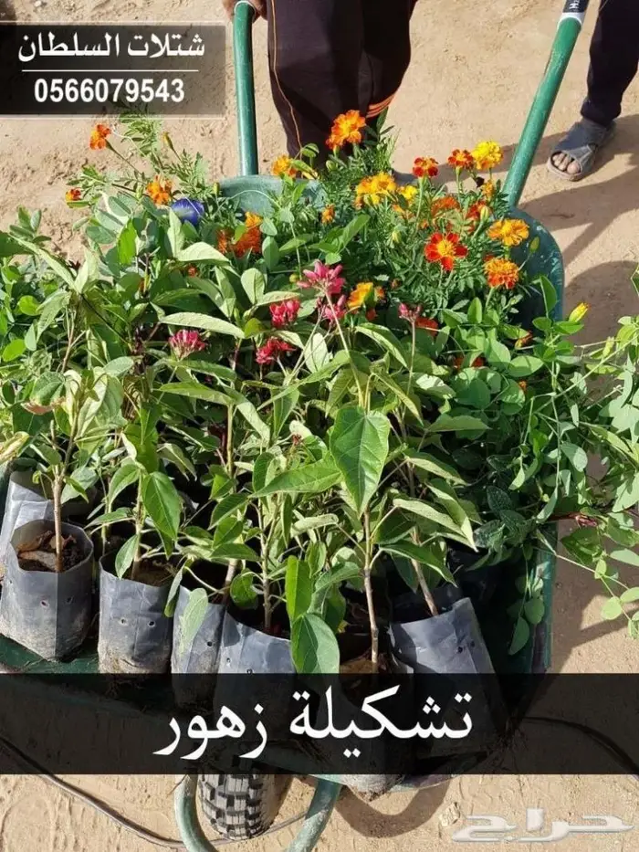 العرض الاقوى للشتلات من ريال ونصف فأقل 50