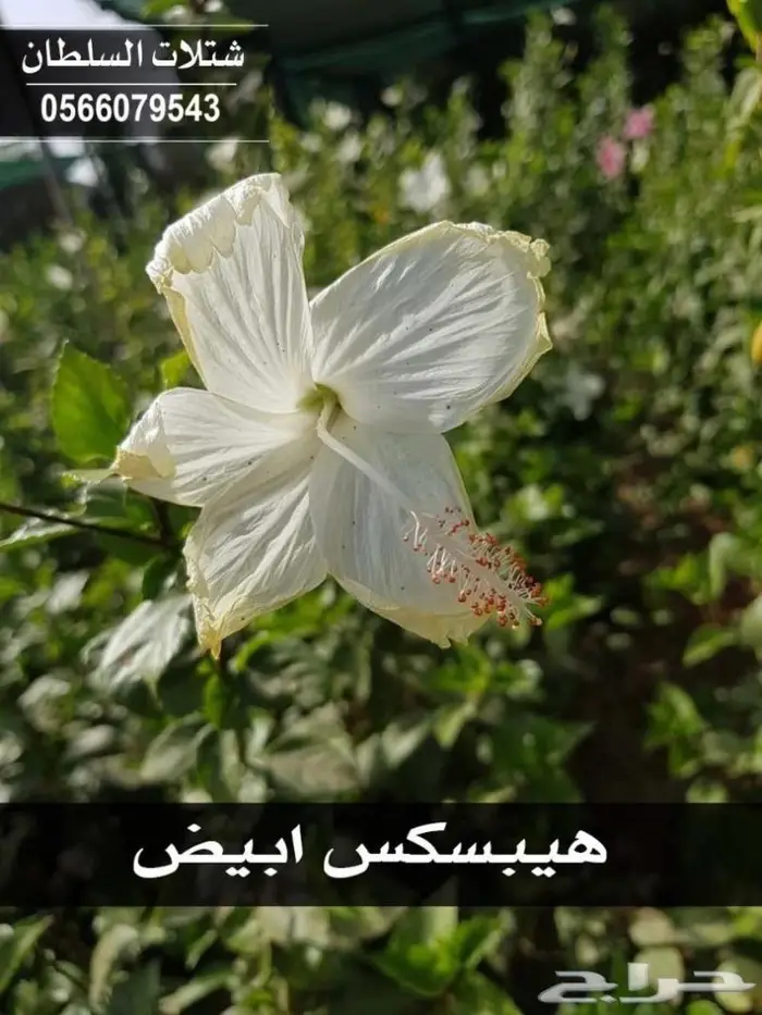 العرض الاقوى للشتلات من ريال ونصف فأقل 80