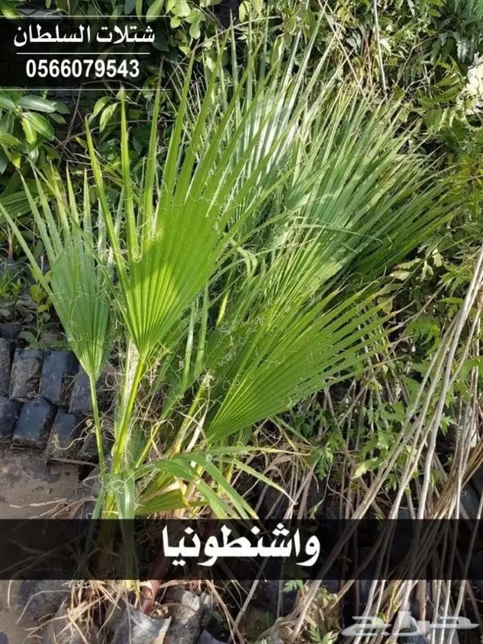 العرض الاقوى للشتلات من ريال ونصف فأقل 85
