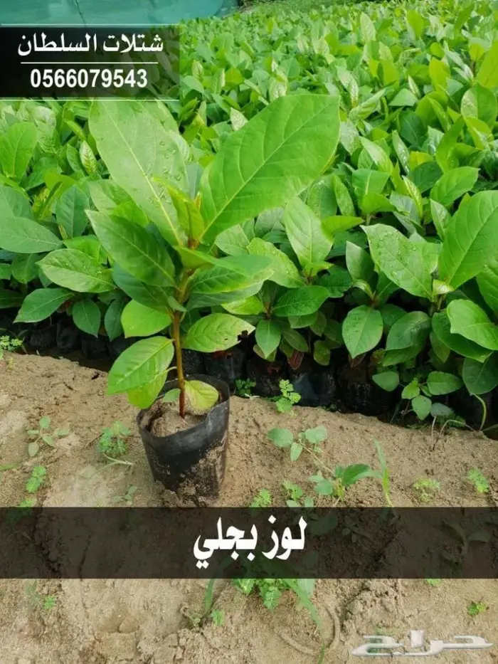 العرض الاقوى للشتلات من ريال ونصف فأقل 69