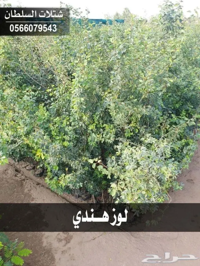 العرض الاقوى للشتلات من ريال ونصف فأقل 70