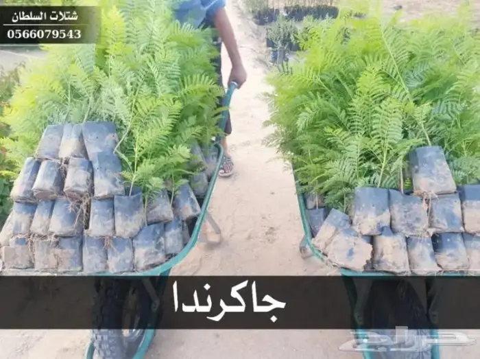 العرض الاقوى للشتلات من ريال ونصف فأقل 41