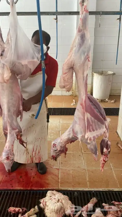 ذبايح خرفان جبره وثلاجات مع السلخ والتوصيل 9