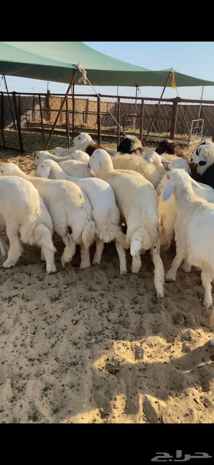 ذبايح ذبائح طليان حري نجدي نعيم تيوس الجبيل راس تنورة . 1
