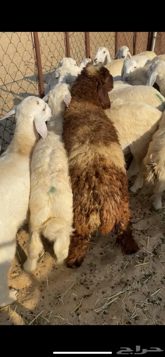 ذبايح ذبائح طليان حري نجدي نعيم تيوس الجبيل راس تنورة . 2