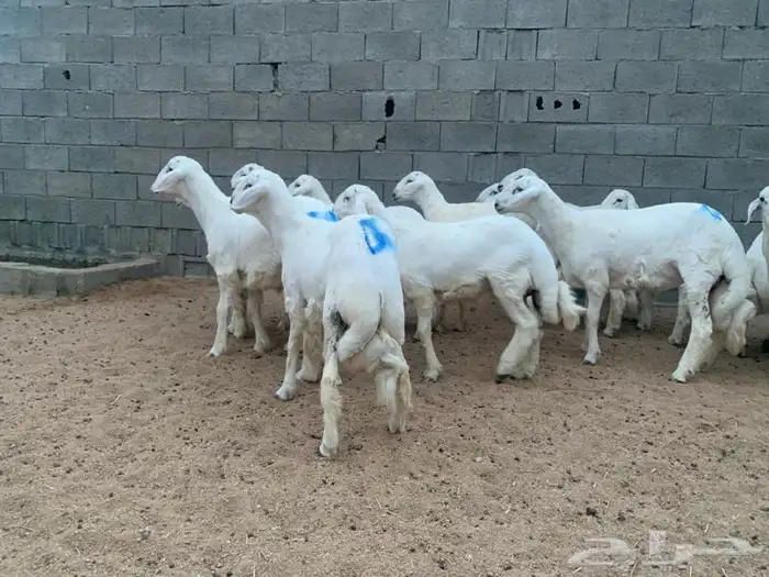 ذبايح خرفان جبره وثلاجات مع السلخ والتوصيل 16