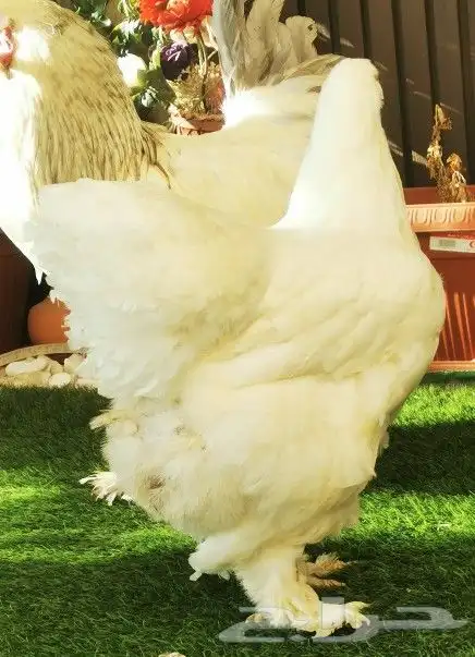بيض براهما مخصب 8