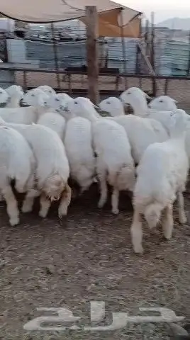 ذبايح حري نجدي نعيمي سواكني مع خدمة السلخ والتوصيل 3
