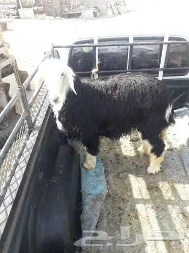 ذبايح حري نجدي نعيمي سواكني مع خدمة السلخ والتوصيل 6