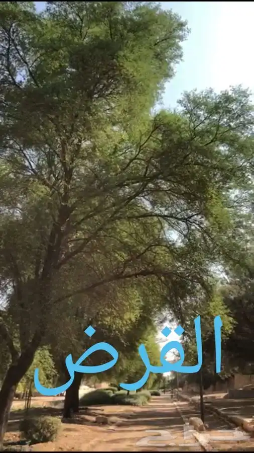 مشاتل النادر لبيع الشتلات 0