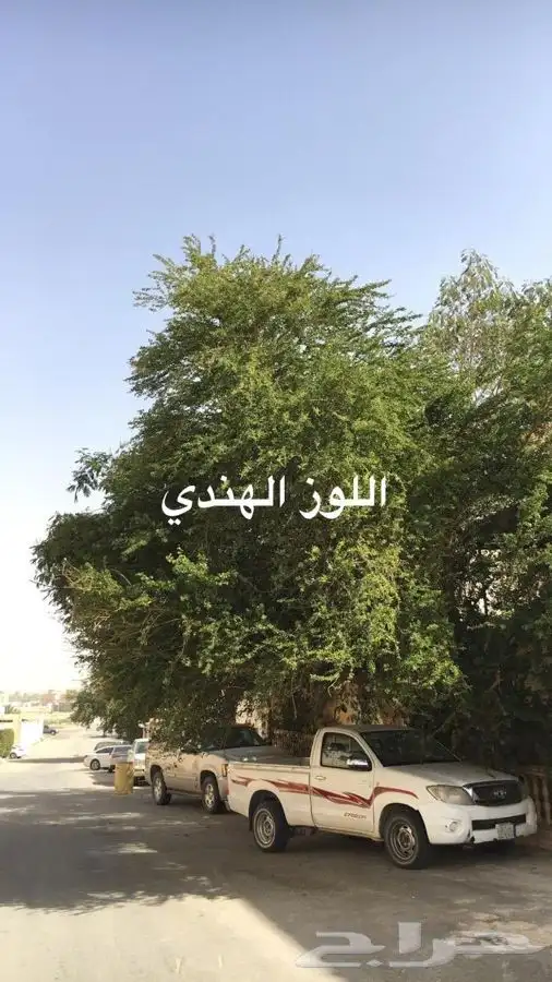 مشاتل النادر لبيع الشتلات 5