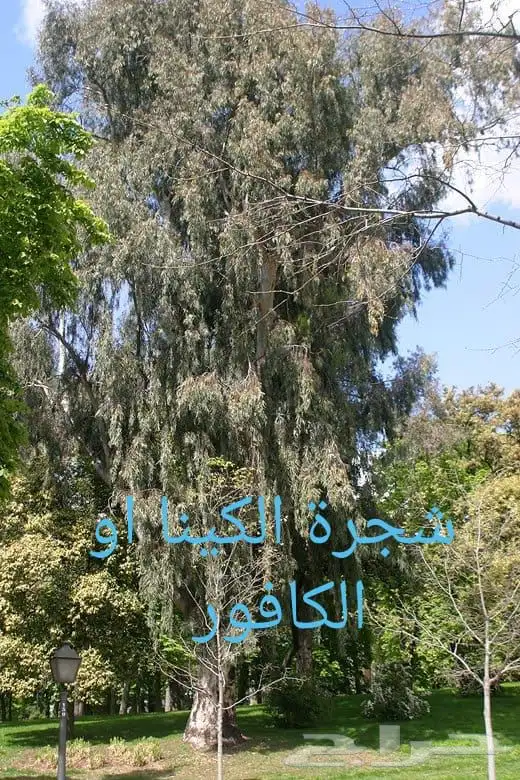 مشاتل النادر لبيع الشتلات 2