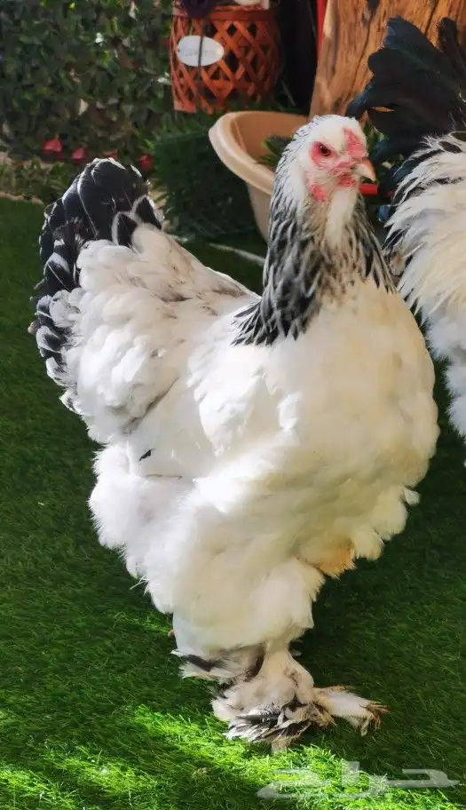 براهما ( بيض مخصب) 0