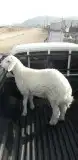 ذبايح حري نجدي نعيمي سواكني مع خدمة السلخ والتوصيل 5