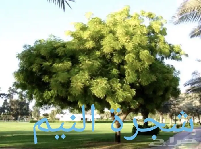 مشاتل النادر لبيع الشتلات 4
