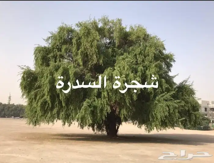 مشاتل النادر لبيع الشتلات 3