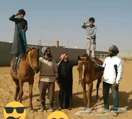تعليم الفروسية 4