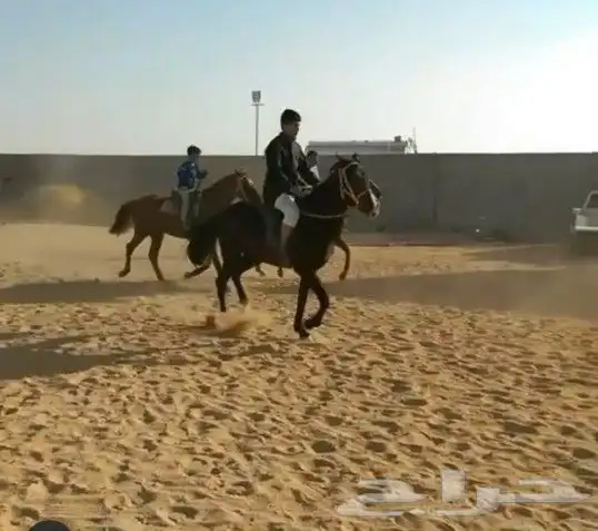 تعليم الفروسية 14