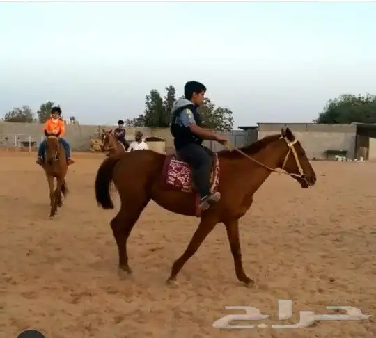 تعليم الفروسية 11