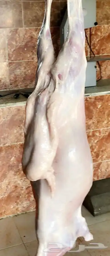  ذبائح خرفان ورخال من غنم شهران مع السلخ والتوصيل 5