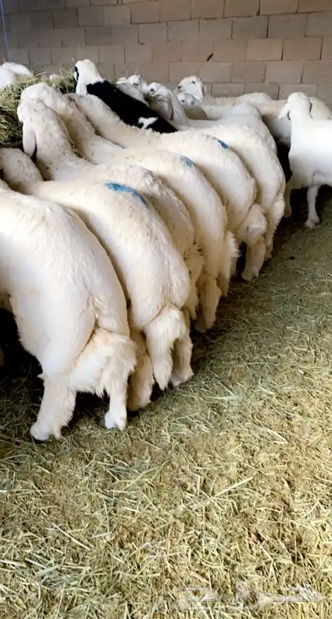  ذبائح خرفان رخال حريات غنم شهران مع السلخ والتوصيل 6