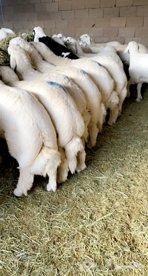  ذبائح خرفان ورخال من غنم شهران مع السلخ والتوصيل 1