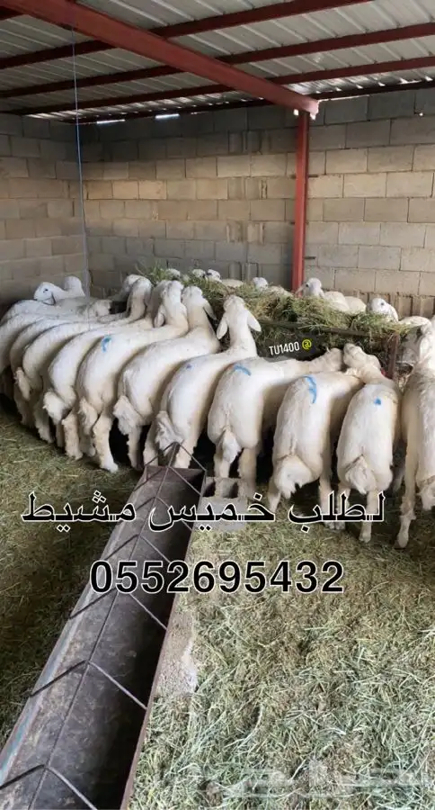  ذبائح خرفان ورخال من غنم شهران مع السلخ والتوصيل 3