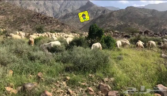  ذبائح خرفان رخال حريات غنم شهران مع السلخ والتوصيل 3