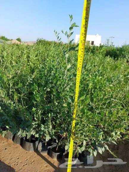 شتلات سدر ونيم للبيع بالجملة 3