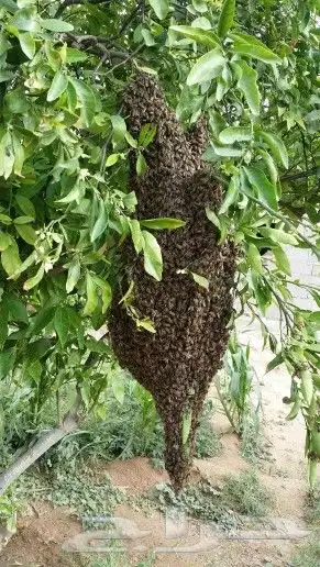 طرود نحل بلدي أعواد(بالمدينةالمنورة)يوجدتوصيل 0