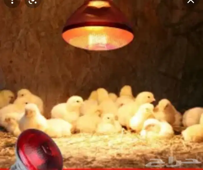 دفايات لجميع انواع الطيور ودجاج وسمان والبط والوز 4