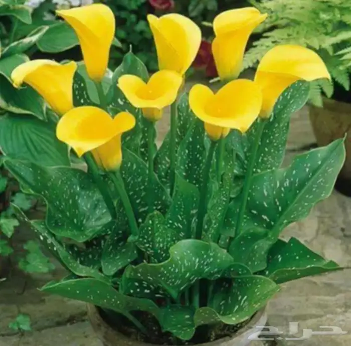 فقاسات جميع لاحجام مع هدايا وضمان شحن مجانيه 12