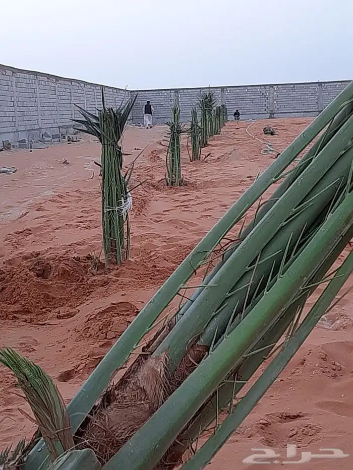 قشع وغرس النخيل 0