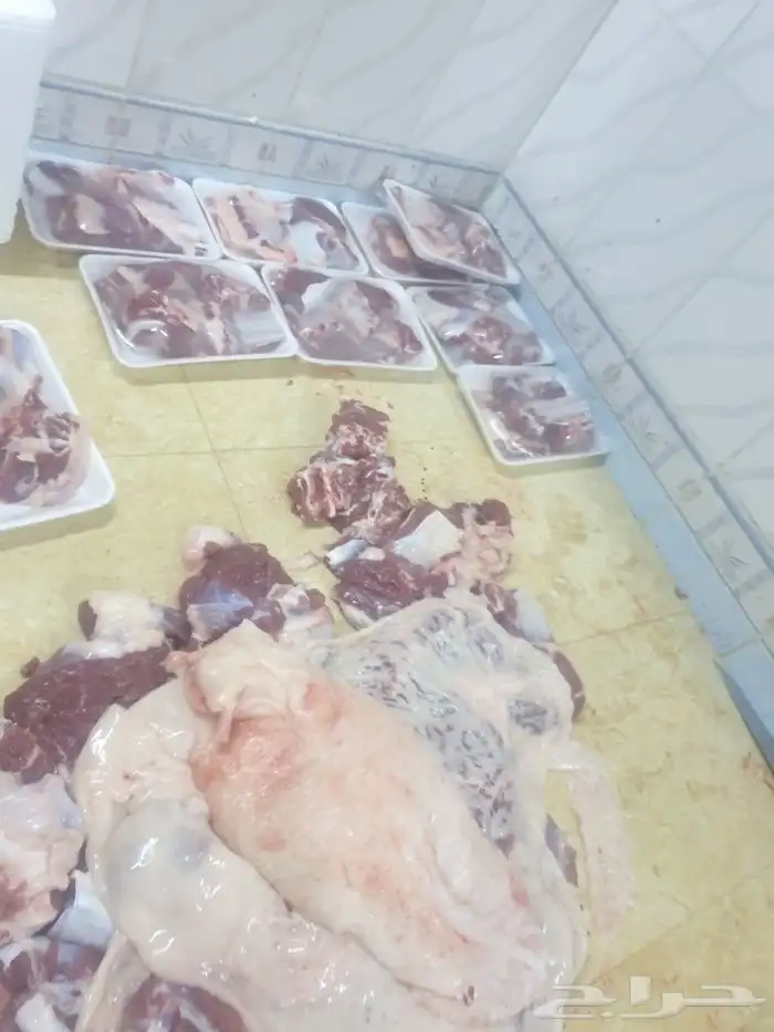 حري لباب بيتك خرفان تيوس سواكن 23